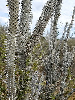 Alluaudia procera  Alluaudia procera,Geotagged,Madagascar,Madagascar ocotillo,Spring