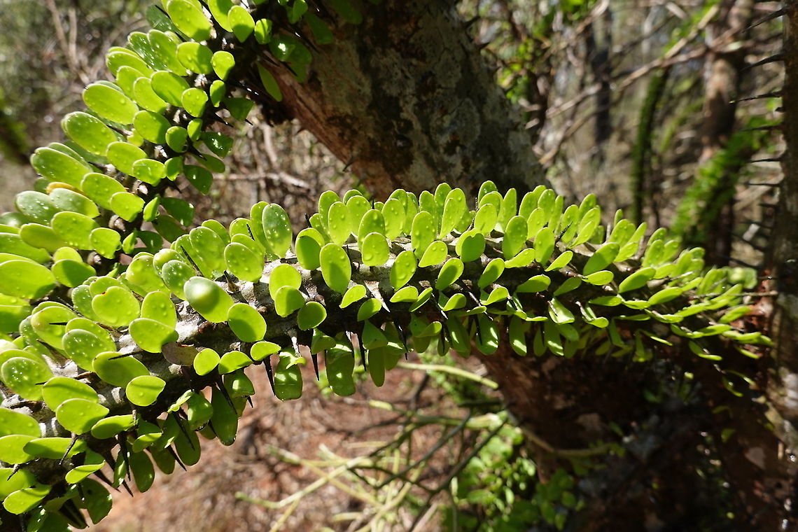 Alluaudia procera Madagascar, Berenty Alluaudia procera,Geotagged,Madagascar,Madagascar ocotillo,Spring