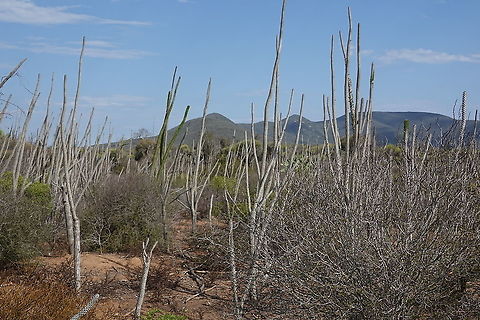 Alluaudia procera Madagascar, road to Berenty Alluaudia procera,Geotagged,Madagascar,Madagascar ocotillo,Spring
