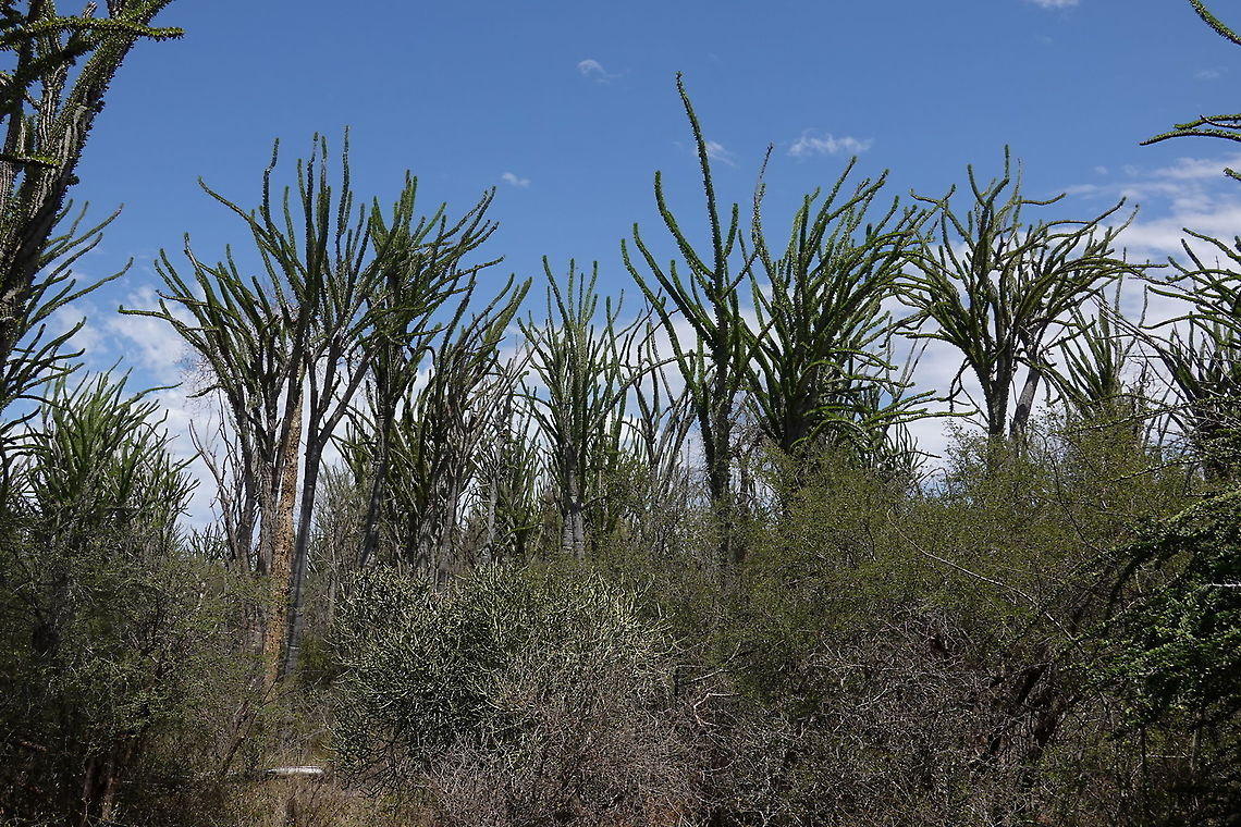 Alluaudia procera Madagascar, Berenty Alluaudia procera,Geotagged,Madagascar,Madagascar ocotillo,Spring