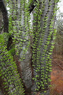 Alluaudia procera Madagascar, Berenty Alluaudia procera,Geotagged,Madagascar,Madagascar ocotillo,Spring