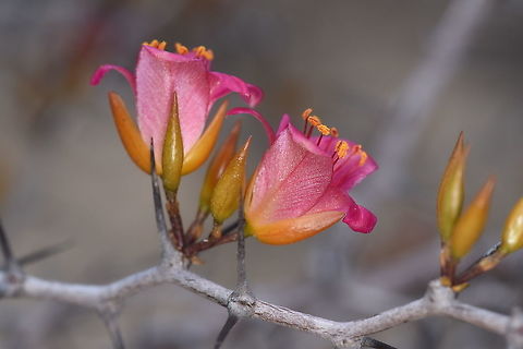 Alluaudiopsis marnieriana W Madagascar Alluaudiopsis marnieriana,Geotagged,Madagascar,Spring
