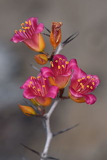 Alluaudiopsis marnieriana W Madagascar Alluaudiopsis marnieriana,Geotagged,Madagascar,Spring