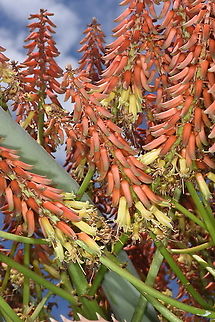 Aloe vaotsanda Madagascar, road to Berenty Aloe vaotsanda,Geotagged,Madagascar,Spring