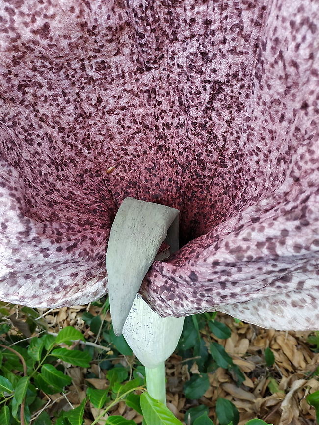 Amorphophallus hildebrandtii  Amorphophallus hildebrandtii,Geotagged,Madagascar,Spring