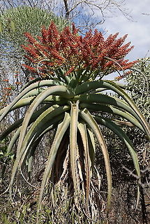 Aloe vaotsanda_2019 Madagascar, road to Berenty Aloe vaotsanda,Geotagged,Madagascar,Spring