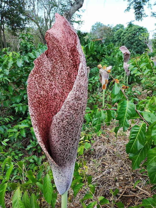 Amorphophallus hildebrandtii  Amorphophallus hildebrandtii,Geotagged,Madagascar,Spring