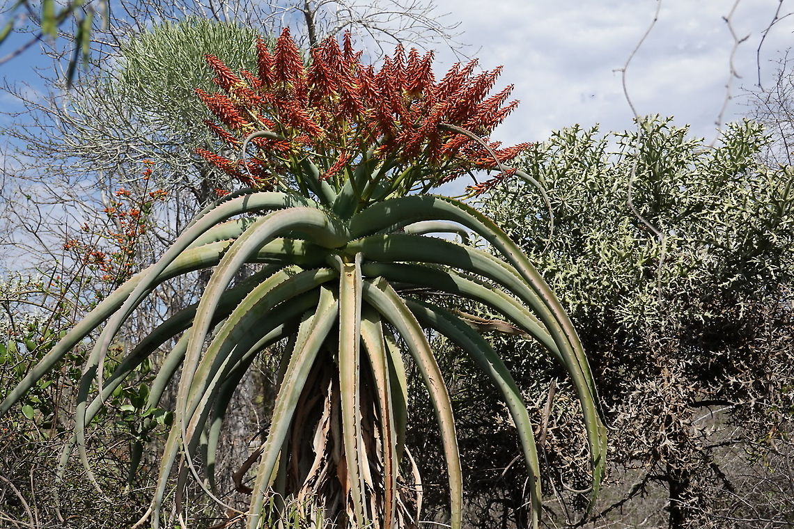 Aloe vaotsanda Madagascar, road to Berenty Aloe vaotsanda,Geotagged,Madagascar,Spring