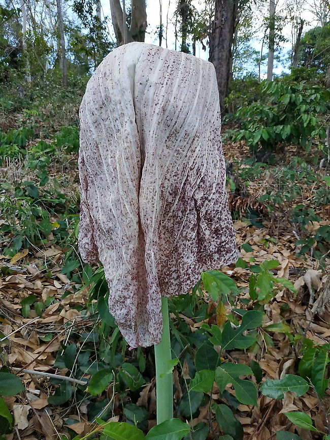 Amorphophallus hildebrandtii  Amorphophallus hildebrandtii,Geotagged,Madagascar,Spring