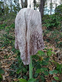 Amorphophallus hildebrandtii