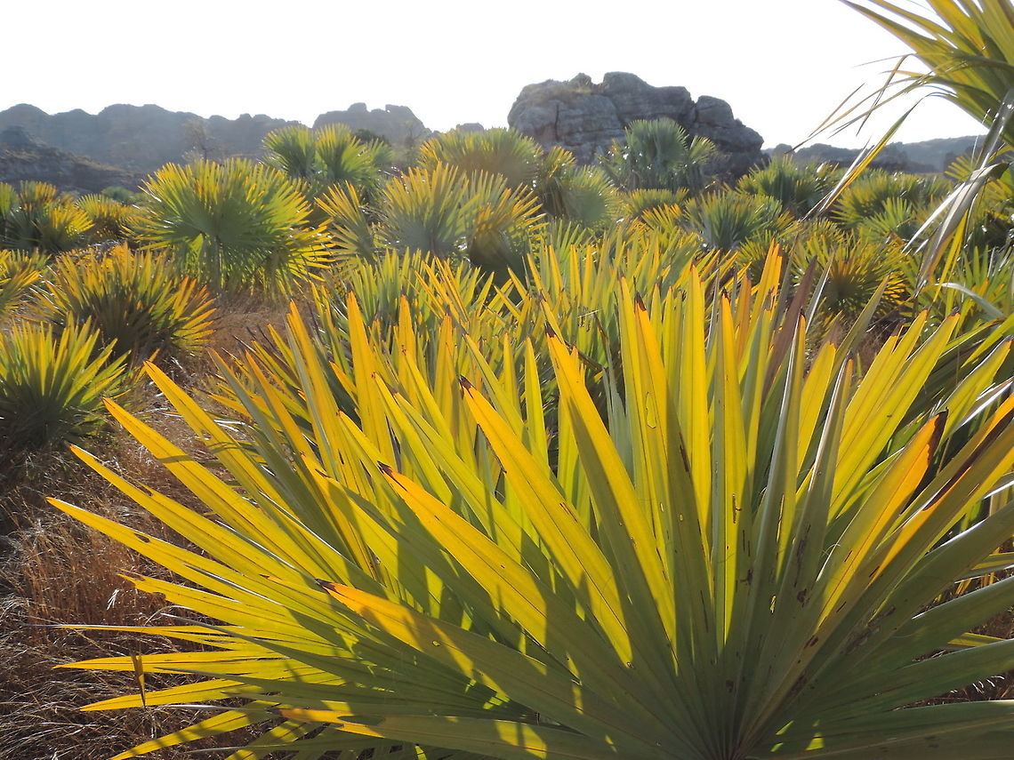 Bismarckia nobilis Madagascar, Isalo Bismarckia,Bismarckia nobilis,Geotagged,Madagascar,Spring