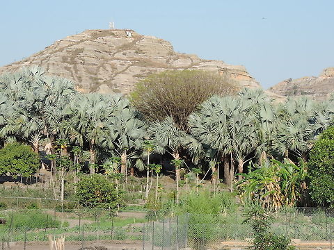 Bismarckia nobilis Madagascar, Isalo Bismarckia,Bismarckia nobilis,Geotagged,Madagascar,Spring