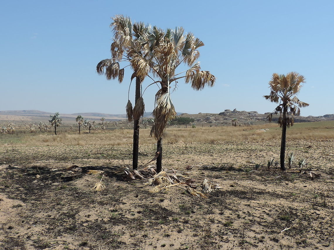 Bismarckia nobilis Madagascar, Isalo Bismarckia,Bismarckia nobilis,Geotagged,Madagascar,Spring