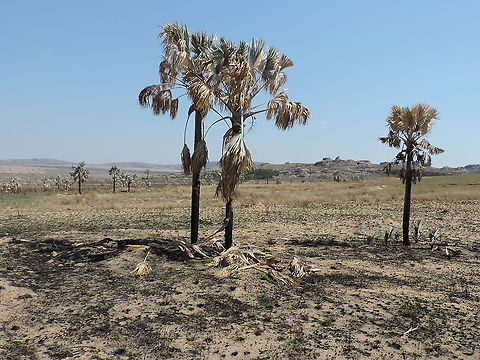 Bismarckia nobilis Madagascar, Isalo Bismarckia,Bismarckia nobilis,Geotagged,Madagascar,Spring