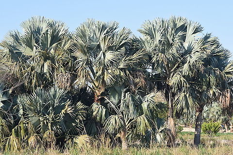Bismarckia nobilis Madagascar, Isalo Bismarckia,Bismarckia nobilis,Geotagged,Madagascar,Spring