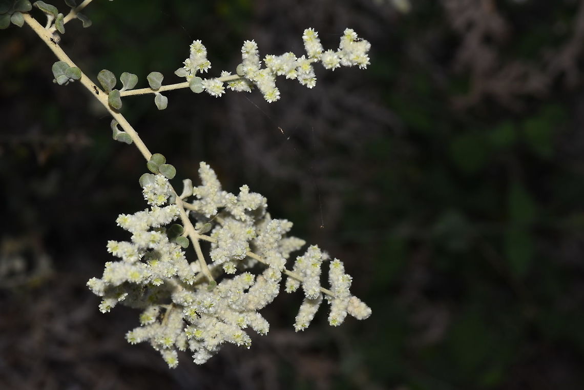 Aerva triangularifolia W Madagascar, Ifaty Aerva triangularifolia,Geotagged,Madagascar,Spring