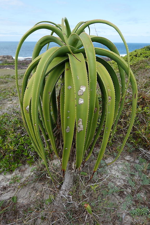 Aloe helenae S Madagascar, NE of Fort Dauphin Aloe helenae,Geotagged,Madagascar,Spring