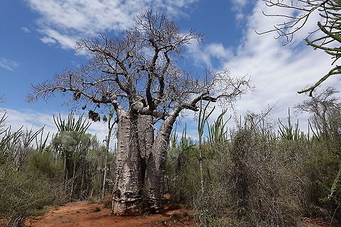 Adansonia za Madagascar, Berenty Adamsonia za,Adansonia za,Geotagged,Madagascar,Spring