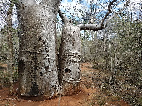 Adansonia za  Adamsonia za,Adansonia za,Geotagged,Madagascar,Spring