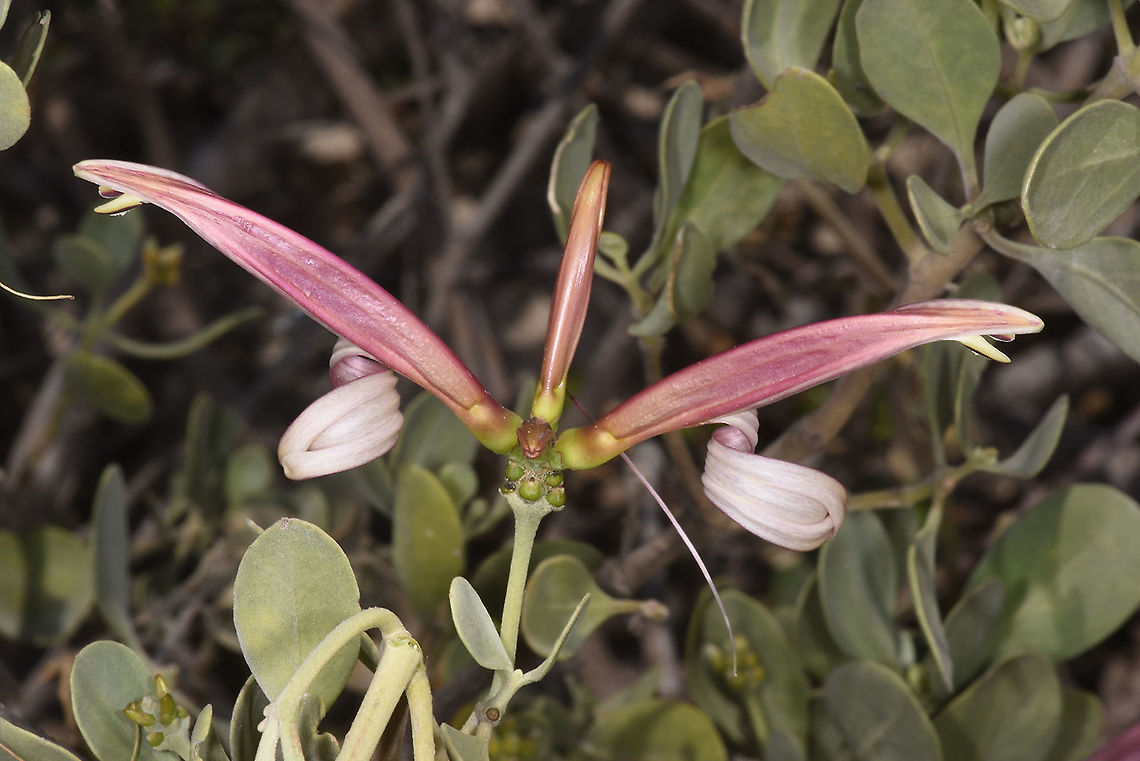 Anisotes madagascariensis W Madagascar Anisotes madagascariensis,Geotagged,Madagascar,Spring