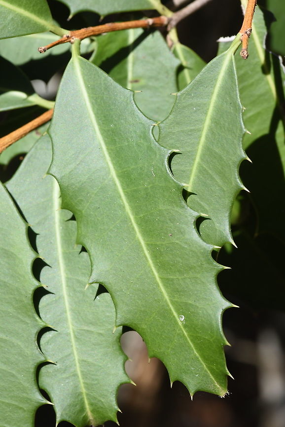 Brexiella longipes Zombitse Vohibasia forest Brexiella longipes,Geotagged,Madagascar,Spring