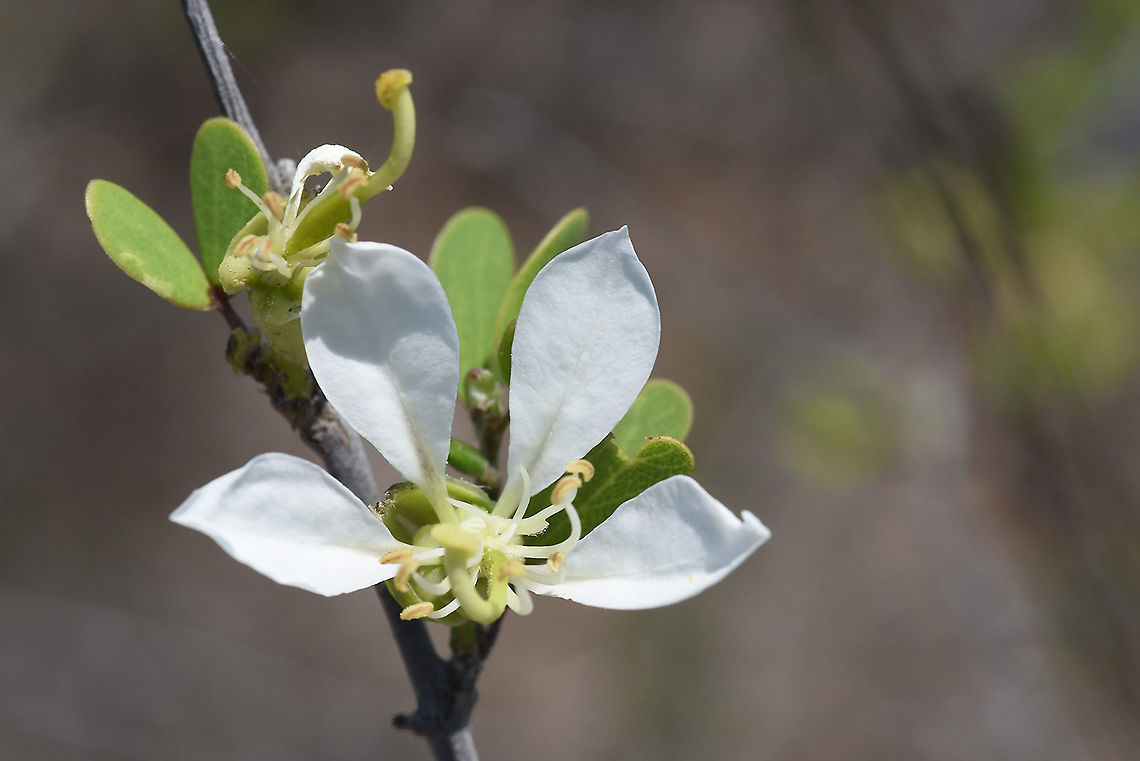 Bauhinia morondavensis W Madagascar Bauhinia morondavensis,Geotagged,Madagascar,Spring