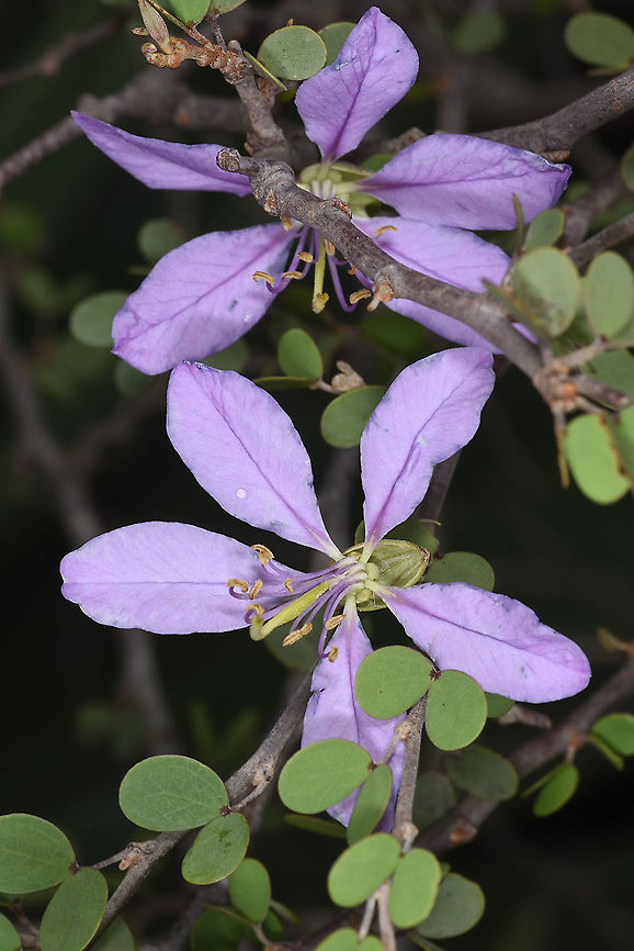 Bauhinia grandidieri Madagascar, road to Berenty Bauhinia grandidieri,Geotagged,Madagascar,Spring