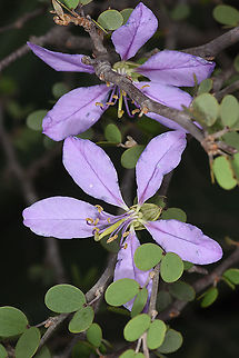 Bauhinia grandidieri