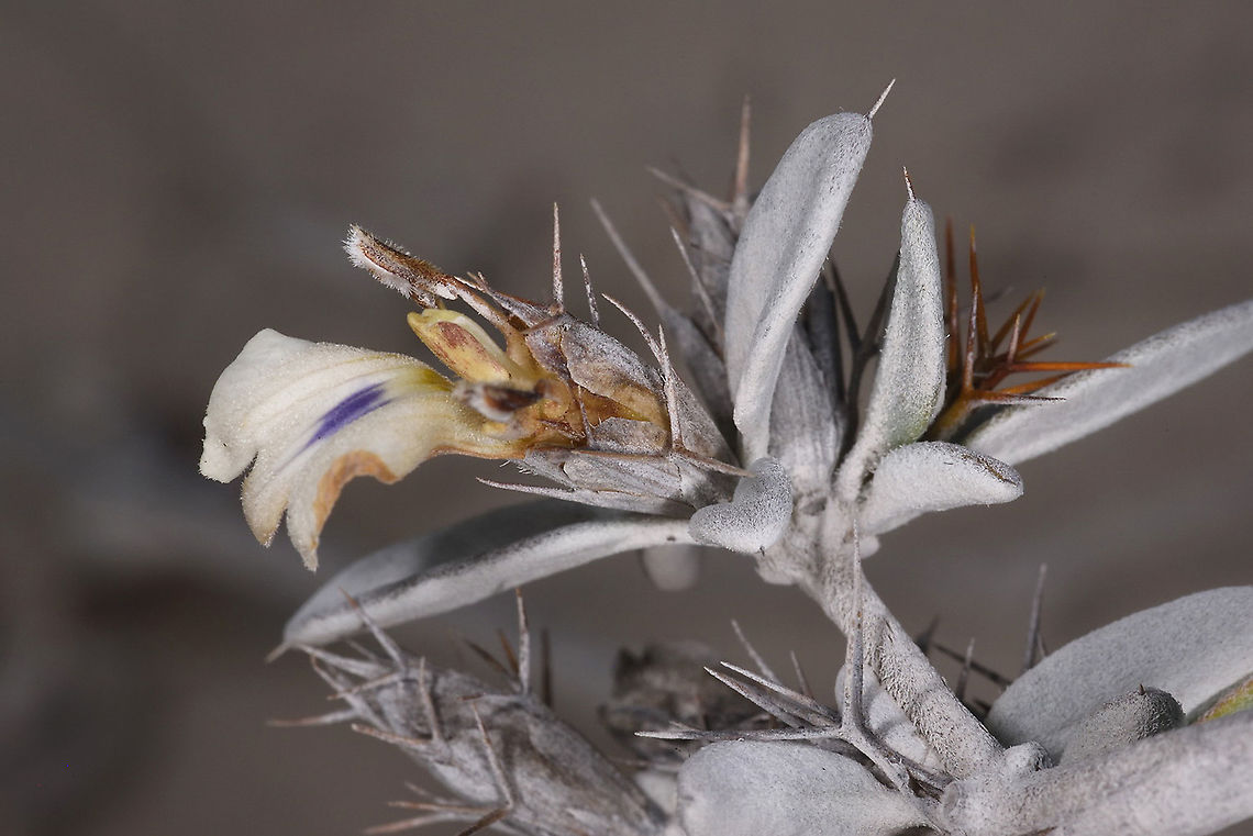 Blepharis calcitrapa W Madagascar Blepharis calcitrapa,Geotagged,Madagascar,Spring