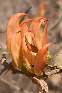 Chadsia flammea Madagascar, N of Morondava Chadsia flammea,Geotagged,Madagascar,Spring
