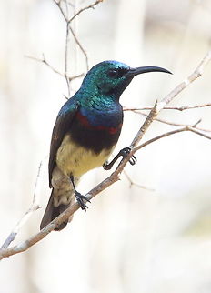 Cinnyris sovimanga W Madagascar, Krinidy Cinnyris sovimanga,Geotagged,Madagascar,Souimanga sunbird,Spring