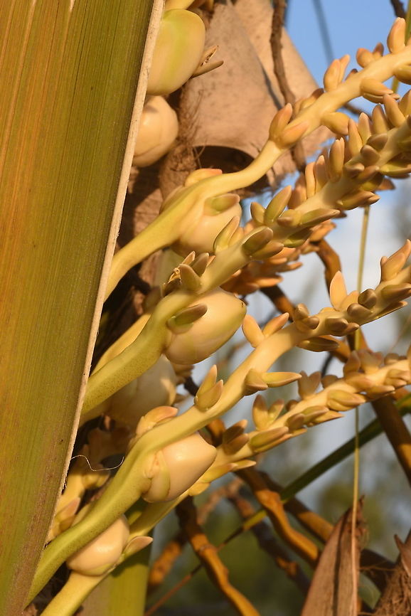 Cocos nucifera Baby coconuts are borne here. W Madagascar Coconut palm,Cocos nucifera,Geotagged,Madagascar,Spring