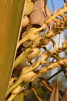 Cocos nucifera Baby coconuts are borne here. W Madagascar Coconut palm,Cocos nucifera,Geotagged,Madagascar,Spring