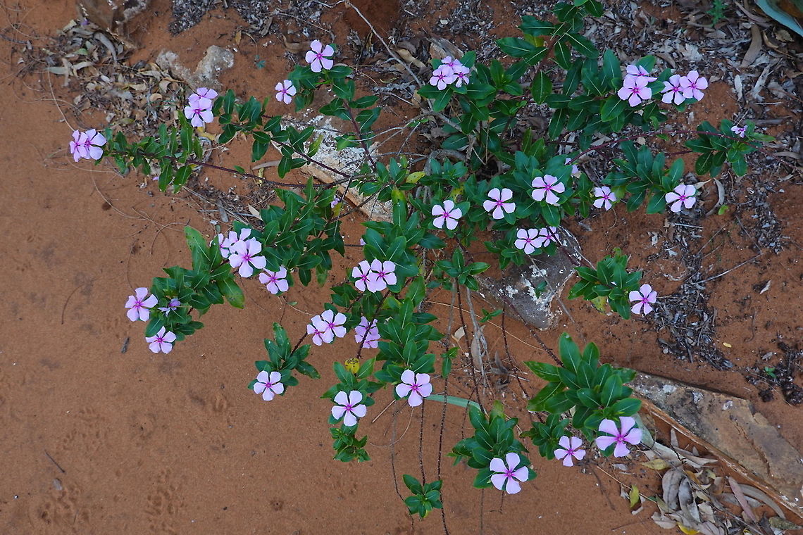 Catharanthus roseus Madagascar, Berenty Catharanthus roseus,Geotagged,Madagascar,Madagascar rosy periwinkle,Spring