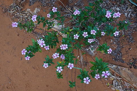 Catharanthus roseus Madagascar, Berenty Catharanthus roseus,Geotagged,Madagascar,Madagascar rosy periwinkle,Spring