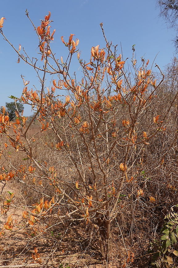 Chadsia flammea Madagascar, N of Morondava Chadsia flammea,Geotagged,Madagascar,Spring