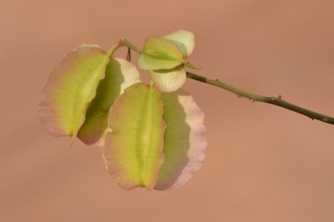 Combretum coccineum W Madagascar, Baobab forests near Morondava Combretum coccineum,Geotagged,Madagascar,Spring