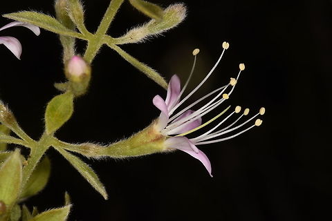 Combretum albiflorum Madagascar, Berenty Combretum albiflorum,Geotagged,Madagascar,Spring
