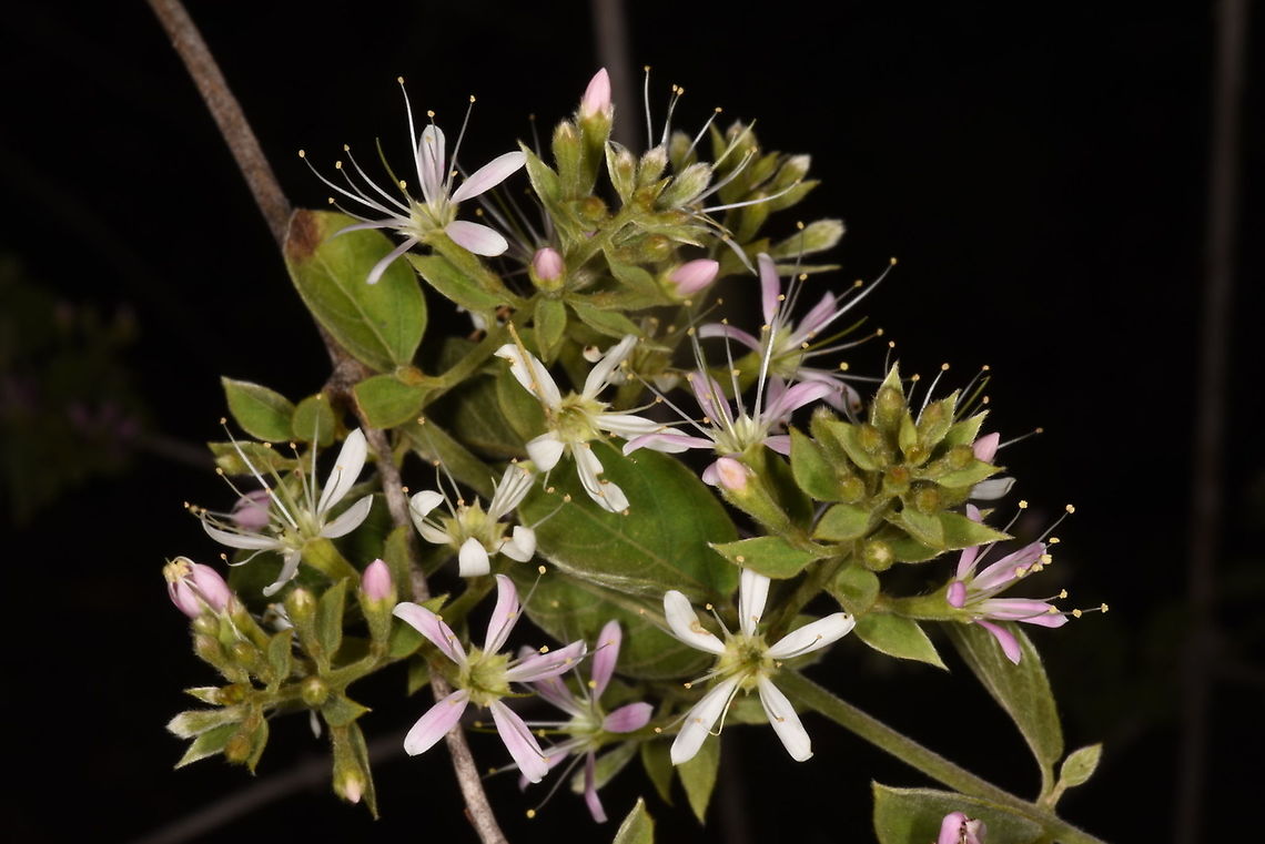Combretum albiflorum Madagascar, Berenty Combretum albiflorum,Geotagged,Madagascar,Spring