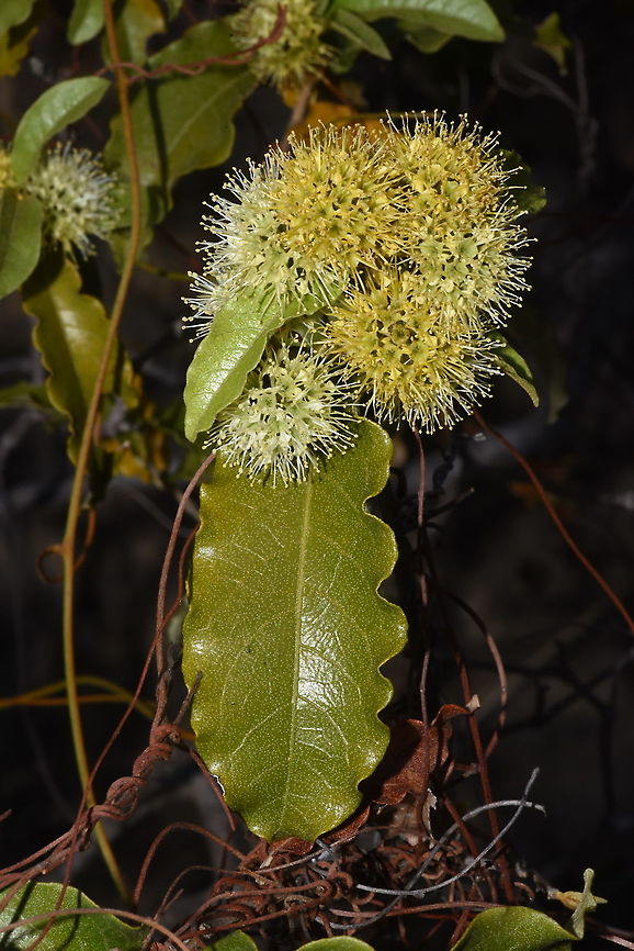 Combretum meridionalis Madagascar, Isalo Combretum meridionalis,Geotagged,Madagascar,Spring