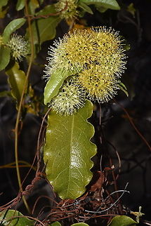 Combretum meridionalis Madagascar, Isalo Combretum meridionalis,Geotagged,Madagascar,Spring