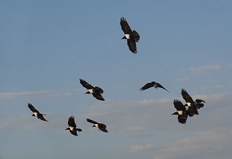 Corvus albus W Madagascar Corvus albus,Geotagged,Madagascar,Pied Crow,Spring