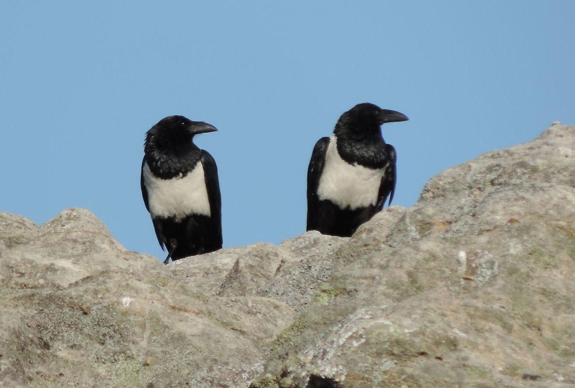 Corvus albus Madagascar, Isalo Corvus albus,Geotagged,Madagascar,Pied Crow,Spring