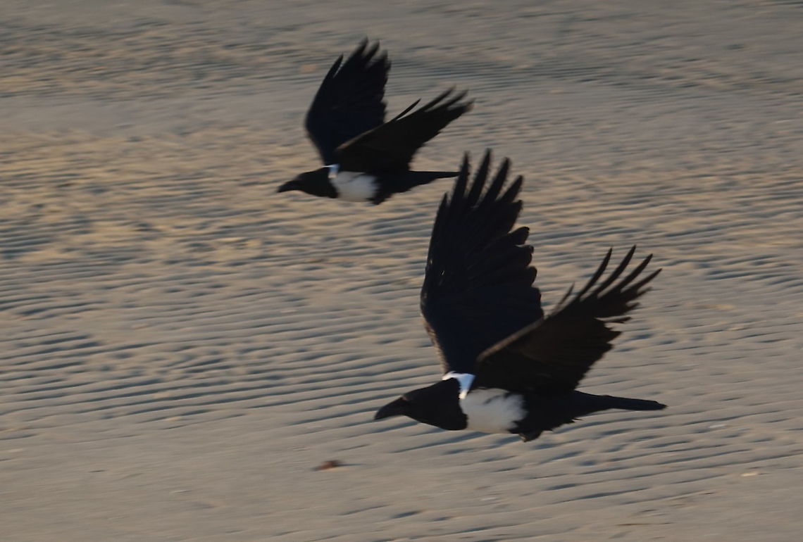 Corvus albus W Madagascar Corvus albus,Geotagged,Madagascar,Pied Crow,Spring