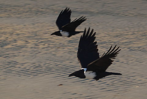 Corvus albus W Madagascar Corvus albus,Geotagged,Madagascar,Pied Crow,Spring