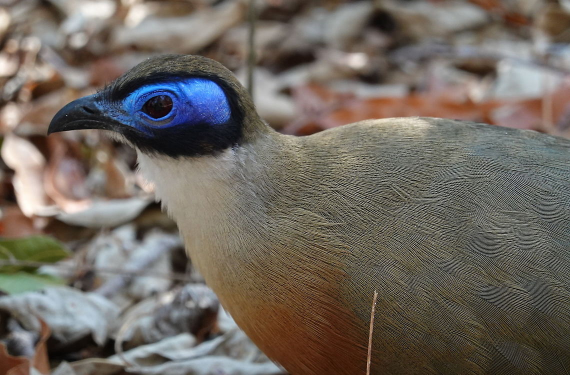 Coua gigas  Coua gigas,Geotagged,Giant Coua,Madagascar,Spring