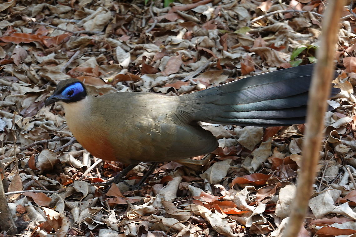 Coua gigas  Coua gigas,Geotagged,Giant Coua,Madagascar,Spring