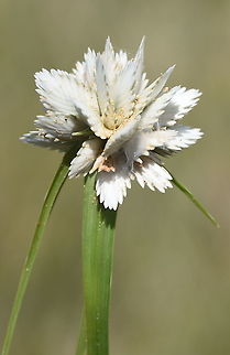 Cyperus niveus S Madagascar, NE of Fort Dauphin Cyperus niveus,Geotagged,Madagascar,Spring