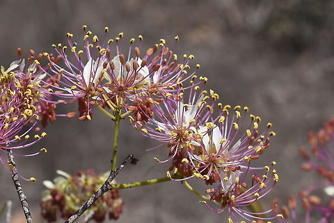 Crateva greveana W Madagascar Crateva greveana,Geotagged,Madagascar,Spring