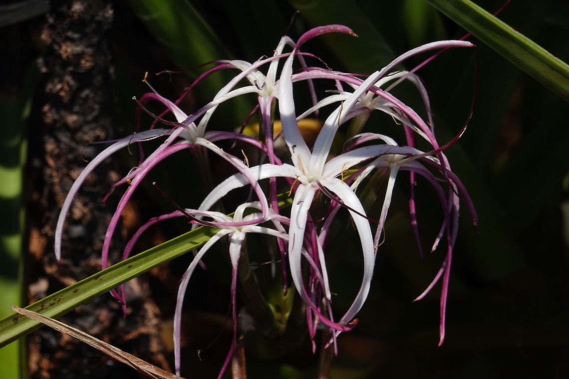 Crinum firmifolium S Madagascar, NE of Fort Dauphin Crinum firmifolium,Geotagged,Madagascar,Spring